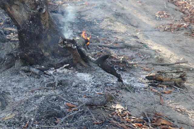 در اطفای حریق جنگل حلیمه جان رودبار بر اثر وزش باد شدید یک درخت در جاده رشت - قزوین سقوط کرد.