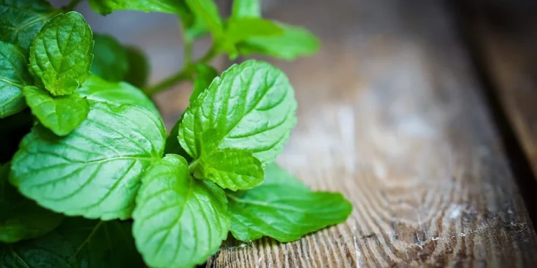 خواص دارویی گیاه نعناع فلفلی