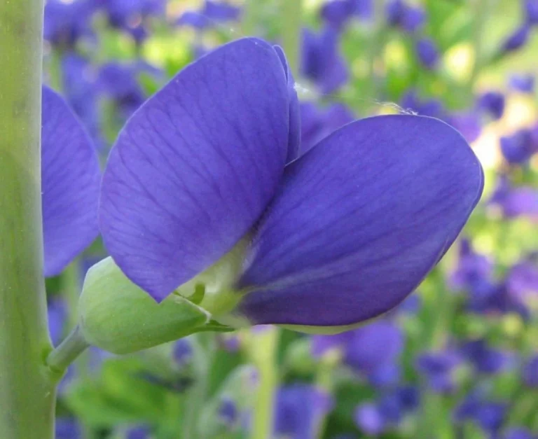 خواص دارویی گیاه نیل